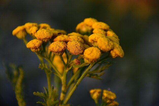 Foto prossimo piano di una pianta a fiori gialli