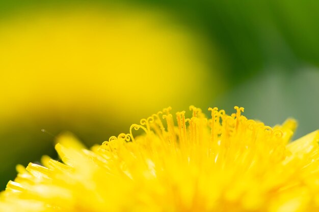 Close-up of yellow flowering plant