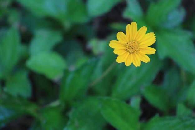 Close-up of yellow flowering plant