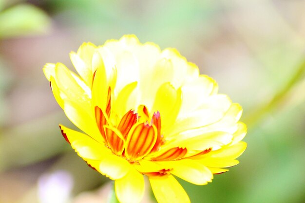 Close-up of yellow flowering plant