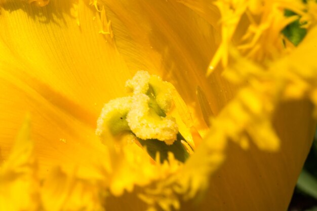 Close-up of yellow flowering plant