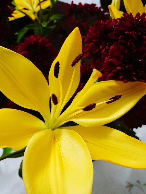 Close-up of yellow flowering plant