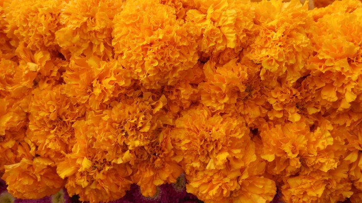Photo close-up of yellow flowering plant