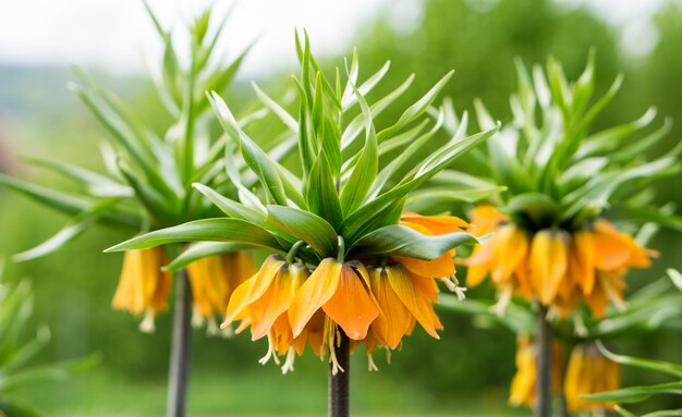 Close-up of yellow flowering plant