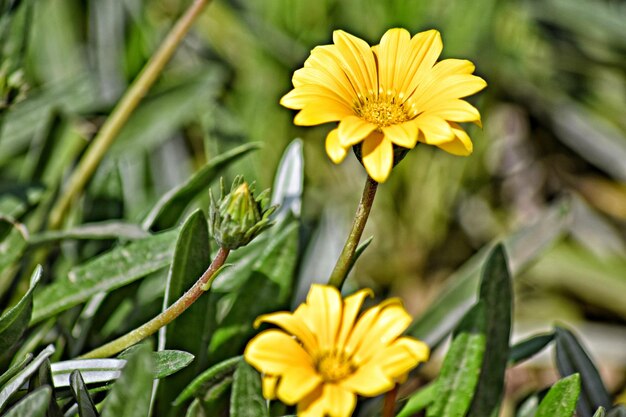 Close-up of yellow flowering plant