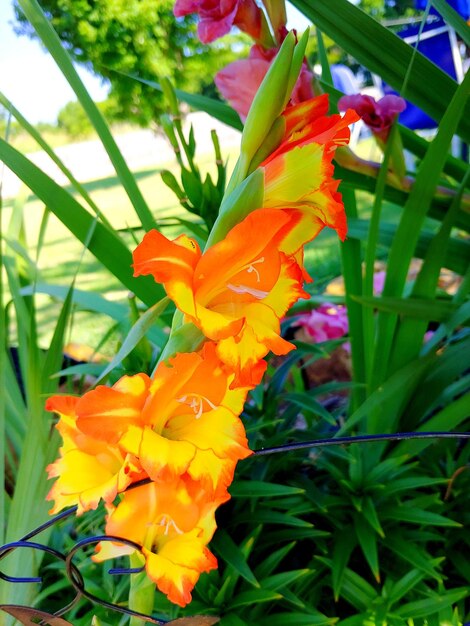 Close-up of yellow flowering plant