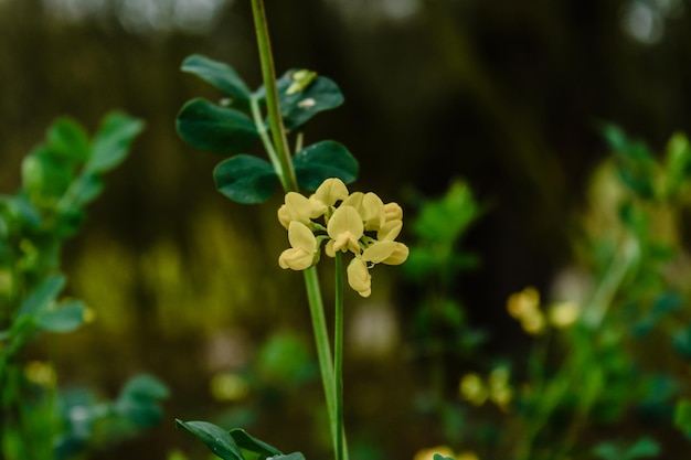 Foto close-up di una pianta a fiore giallo