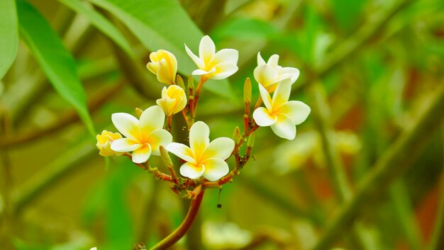 Close-up of yellow flowering plant