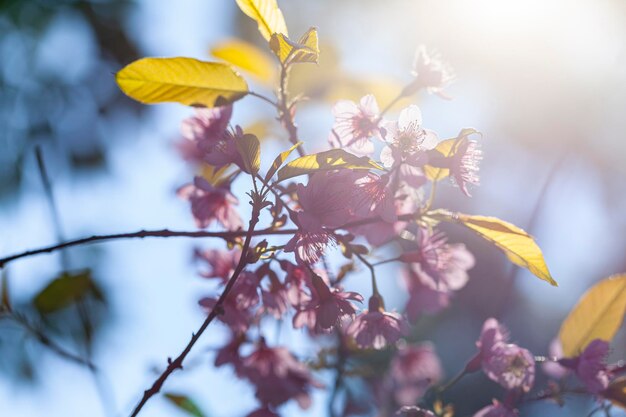 Close-up of yellow flowering plant