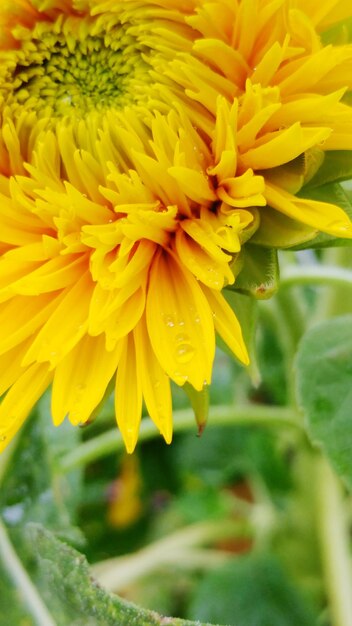 Close-up of yellow flowering plant