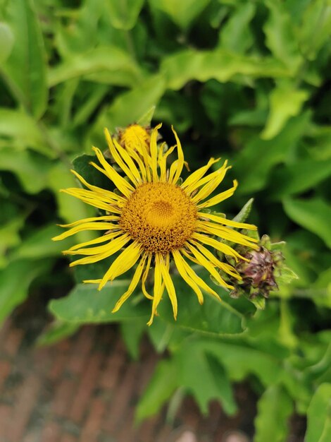 Foto prossimo piano di una pianta a fiori gialli