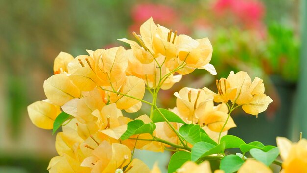 Close-up of yellow flowering plant