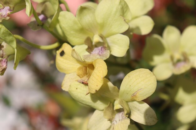 Photo close-up of yellow flowering plant