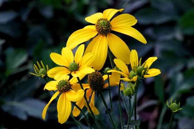 Close-up of yellow flowering plant