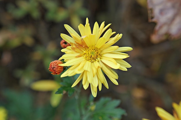 Foto prossimo piano di una pianta a fiori gialli