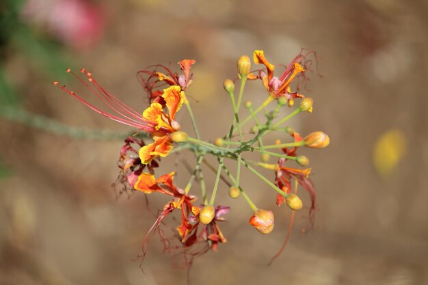 Foto prossimo piano di una pianta a fiori gialli