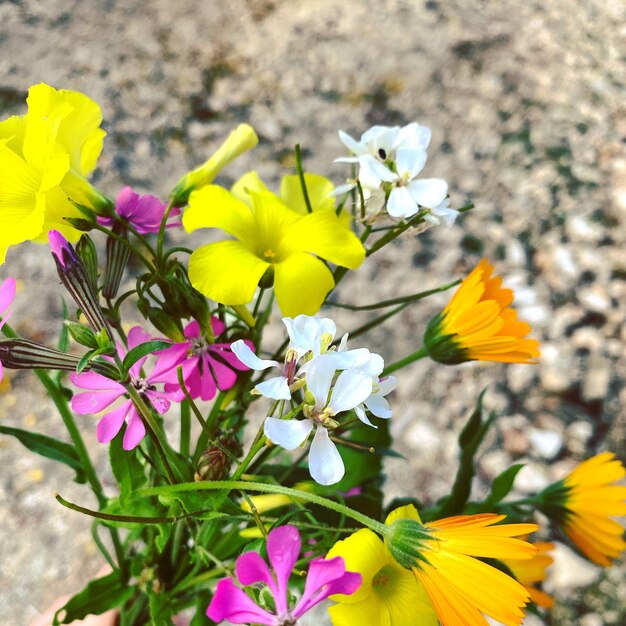 Close-up of yellow flowering plant