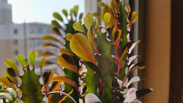 Close-up of yellow flowering plant