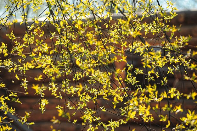 Foto prossimo piano di una pianta a fiori gialli