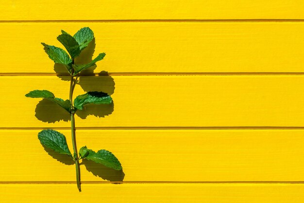 Close-up of yellow flowering plant