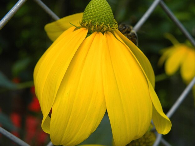 Close-up of yellow flowering plant