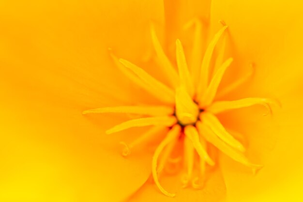 Photo close-up of yellow flowering plant