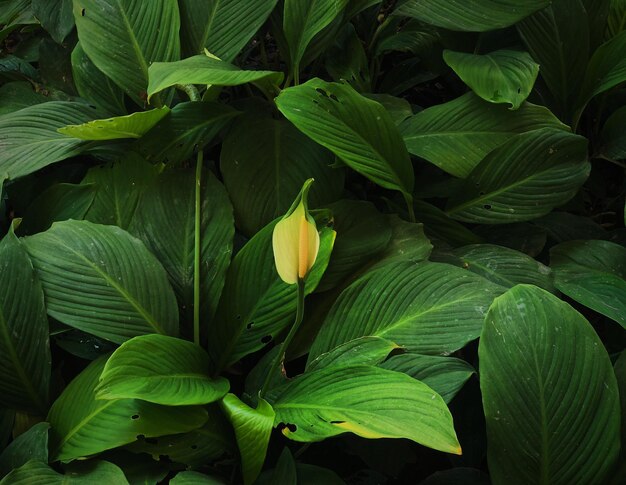 Close-up of yellow flowering plant