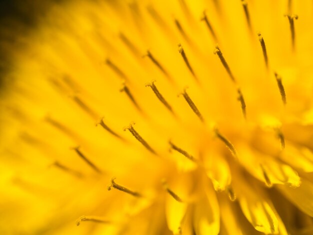 Photo close-up of yellow flowering plant