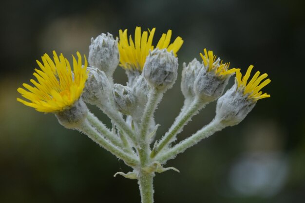 Close-up of yellow flowering plant