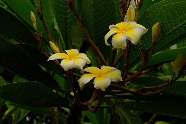 黄色い花の植物のクローズアップ