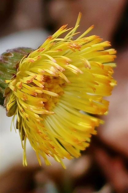 Close-up of yellow flowering plant