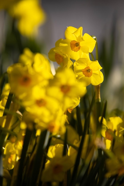 Close-up of yellow flowering plant