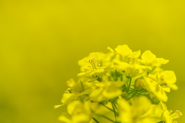 Close-up of yellow flowering plant