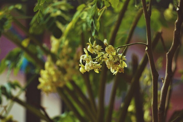 Foto close-up di una pianta a fiore giallo