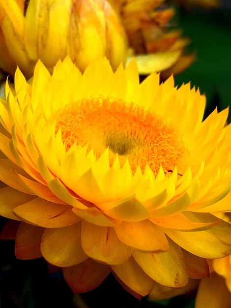 Close-up of yellow flowering plant