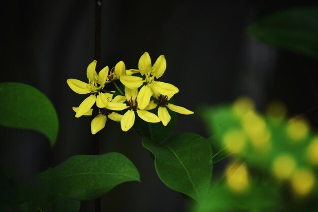 Foto close-up di una pianta a fiore giallo