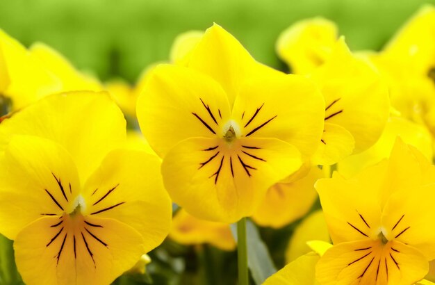 Close-up of yellow flowering plant