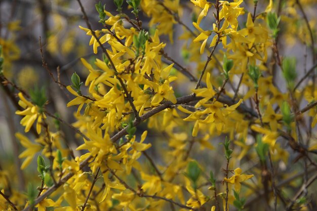 Foto prossimo piano di una pianta a fiori gialli