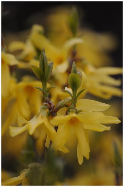 Close-up of yellow flowering plant