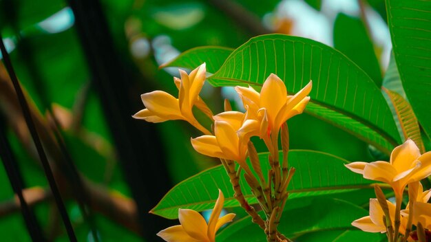 黄色い花の植物のクローズアップ