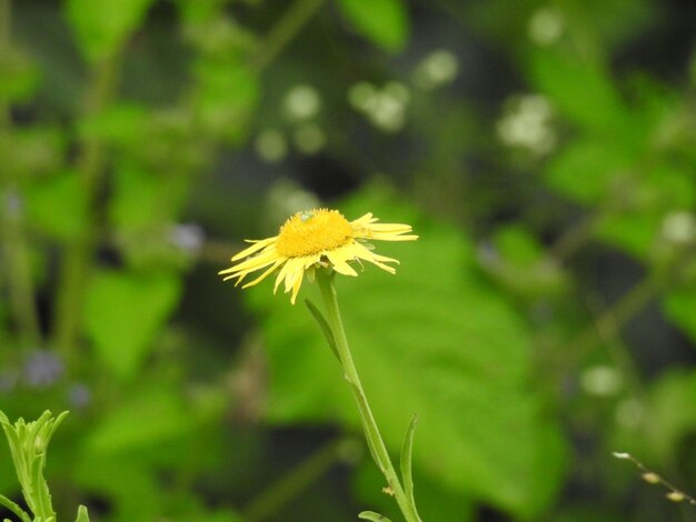 Close-up of yellow flowering plant