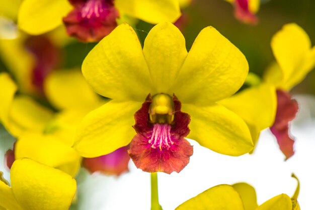 Close-up of yellow flowering plant