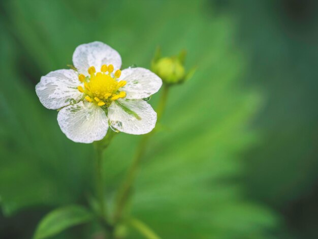 Close-up of yellow flowering plant