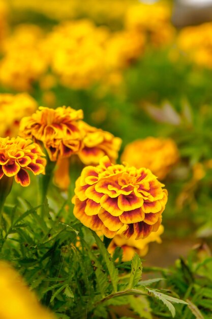 Close-up of yellow flowering plant