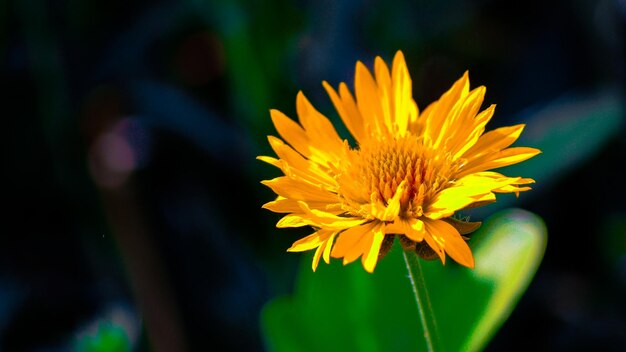 Foto prossimo piano di una pianta a fiori gialli