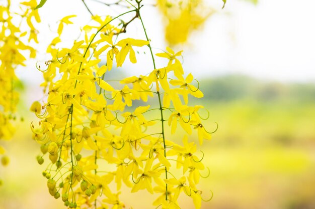 Close-up of yellow flowering plant