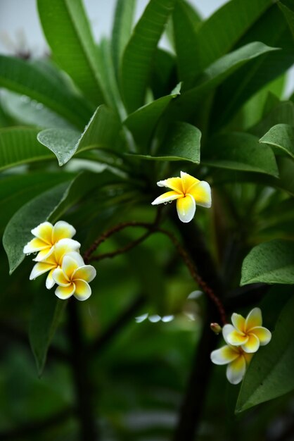 Photo close-up of yellow flowering plant