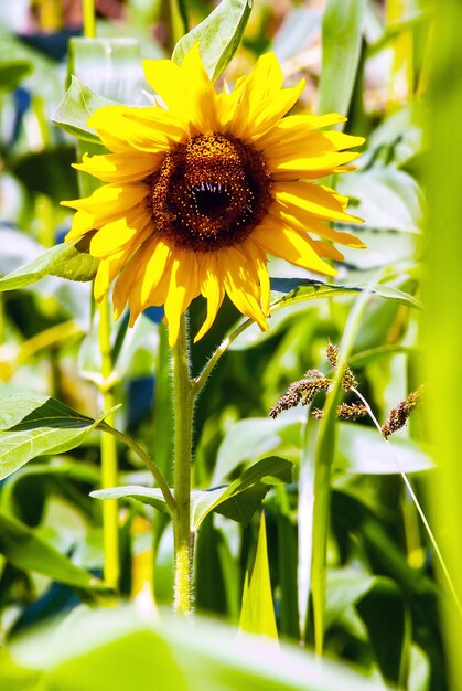 Close-up of yellow flowering plant