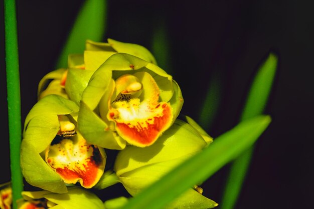 Close-up of yellow flowering plant