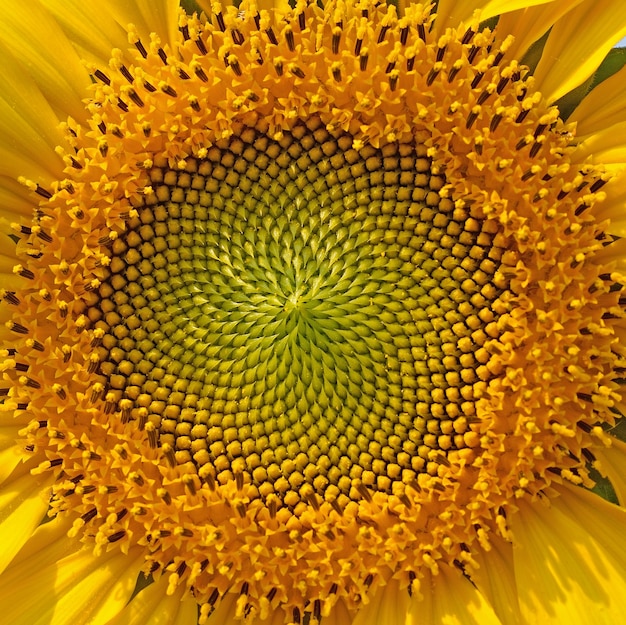 Photo close-up of yellow flowering plant